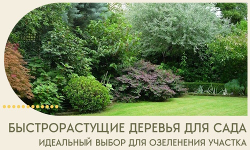 Быстрорастущие деревья для сада идеальный выбор в Петрозаводске