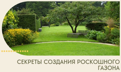 Секреты создания роскошного газона в Петрозаводске